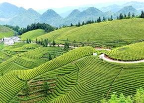 喝生普，应该了解烤茶